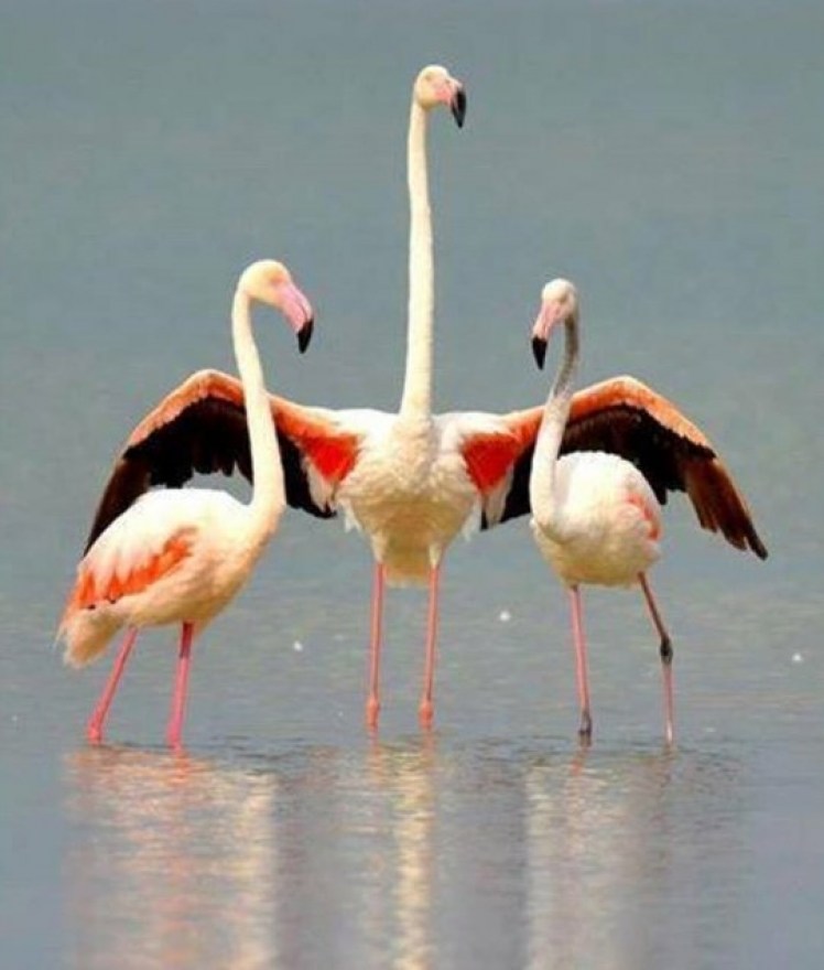 flamingos